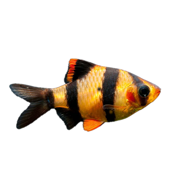 Imagem do peixe Sumatra